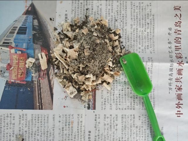 草苗龟的饲养方法（草头娃娃如何种植一只）(5)