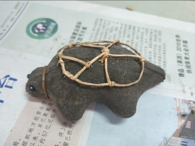 草苗龟的饲养方法（草头娃娃如何种植一只）(16)