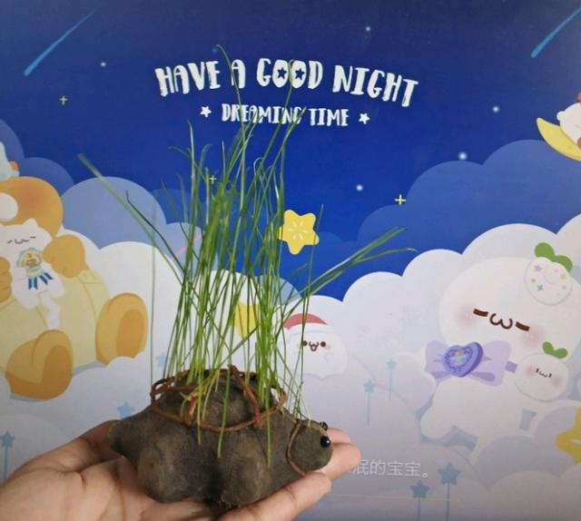 草苗龟的饲养方法（草头娃娃如何种植一只）(2)