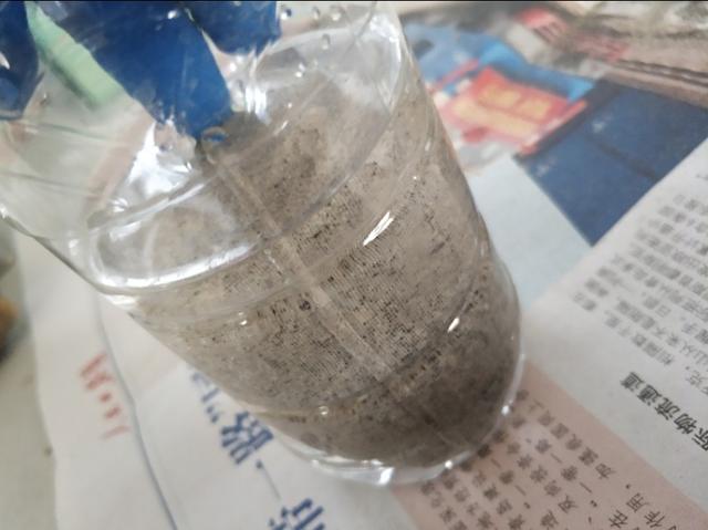 草苗龟的饲养方法（草头娃娃如何种植一只）(11)