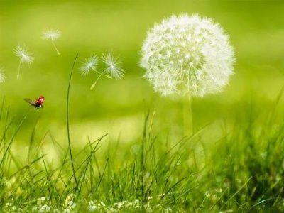 火酒的功效治什么