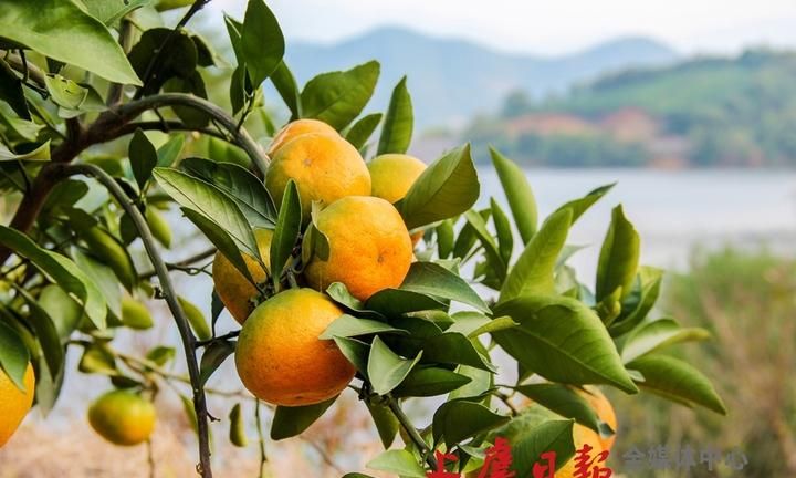 一年好景君须记最是橙黄橘绿时是什么意思