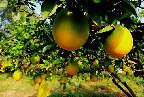 一年好景君须记正是橙黄橘绿时的意思是什么