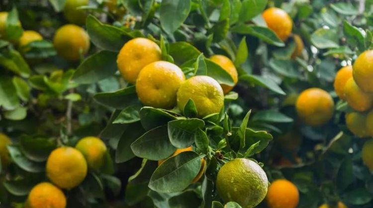 一年好景君须记正是橙黄橘绿时的意思 一年好景君须记正是橙黄橘绿时含义