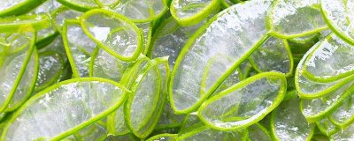 芦荟上出现黑色的斑点的原因是什么 芦荟上出现黑色的斑点的原因图片