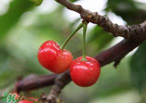 吃樱桃会醉吗?樱桃吃多了会醉吗? 吃樱桃会醉吗?樱桃吃多了会醉吗?