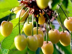 吃樱桃会醉吗?樱桃吃多了会醉吗? 吃樱桃会醉吗?樱桃吃多了会醉吗?