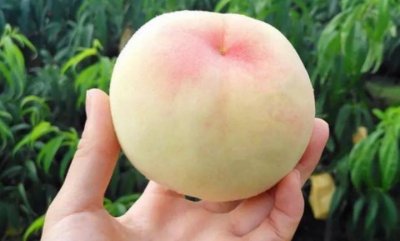 ​阳山水蜜桃几月份上市最好吃