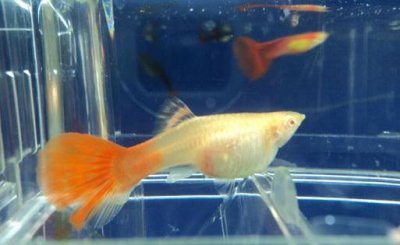 ​孔雀母鱼生产需要注意的事项