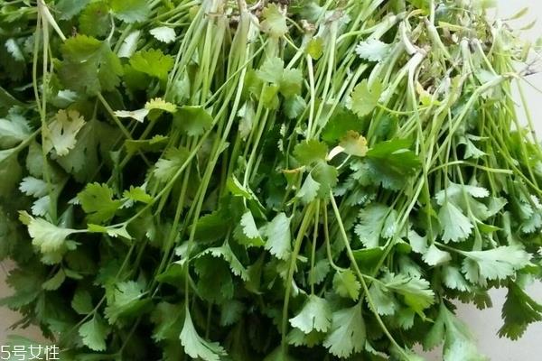 香菜为什么不能乱吃 禁忌多多