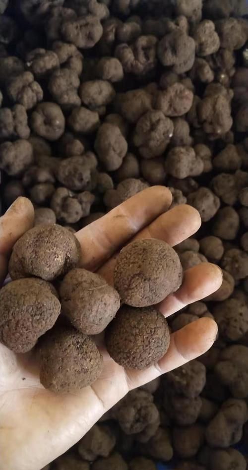 松露是什么东西