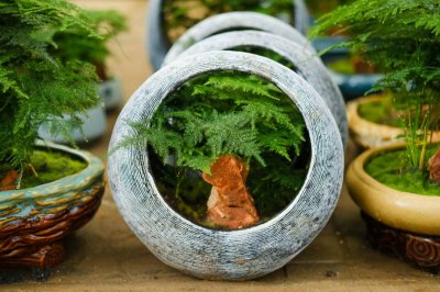 ​绿萝文竹…春天不这么浇水，死得只剩盆了！