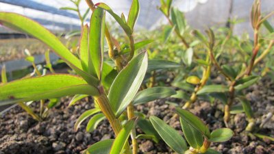 ​石斛粉的正确吃法