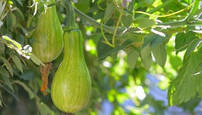 ​孙红雷砍瓜图片 砍瓜