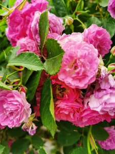 ​教你蔷薇花怎么养