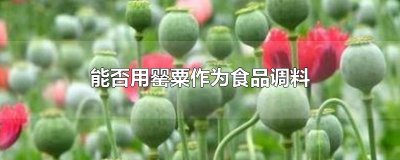 ​能否用罂粟作为食品调料