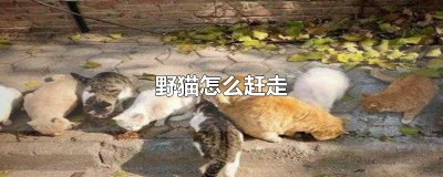 ​野猫怎么赶走