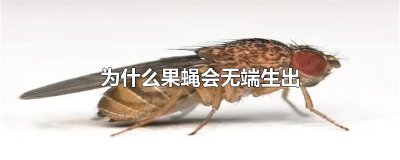 ​为什么果蝇会无端生出