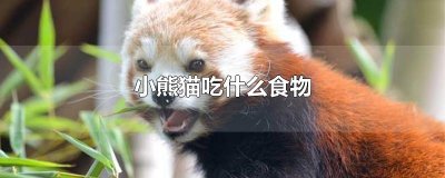 ​小熊猫吃什么食物