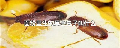 ​面粉里有小黑虫叫什么 面粉里有小黑虫是什么