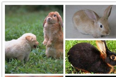 ​卡兔是什么品种兔子