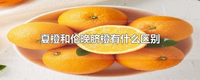 ​夏橙和伦晚脐橙有什么区别
