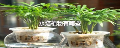 ​水培植物有哪些