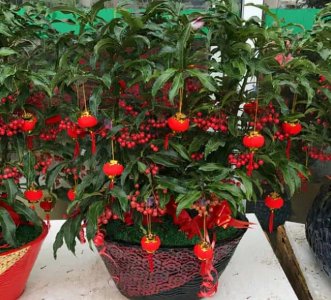 年宵花 那些花 寓意好(年宵花卉有哪些)