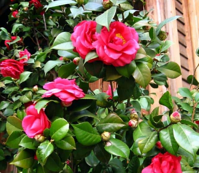 年宵花 那些花 寓意好（年宵花卉有哪些）