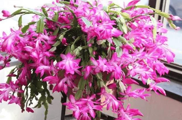 年宵花 那些花 寓意好（年宵花卉有哪些）