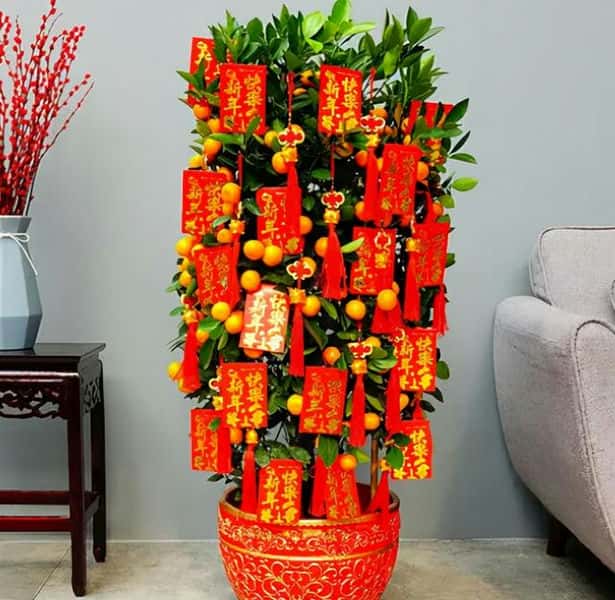 年宵花 那些花 寓意好（年宵花卉有哪些）