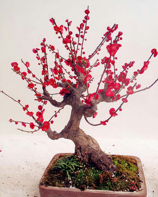 年宵花 那些花 寓意好（年宵花卉有哪些）