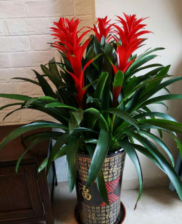 年宵花 那些花 寓意好（年宵花卉有哪些）