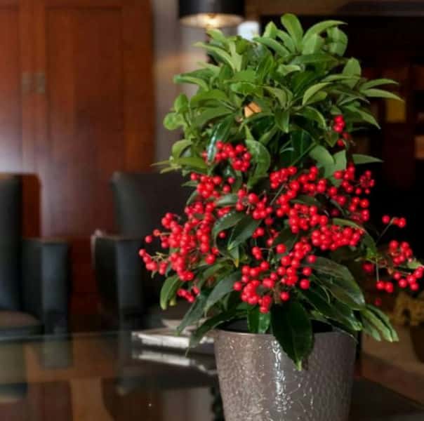 年宵花 那些花 寓意好（年宵花卉有哪些）