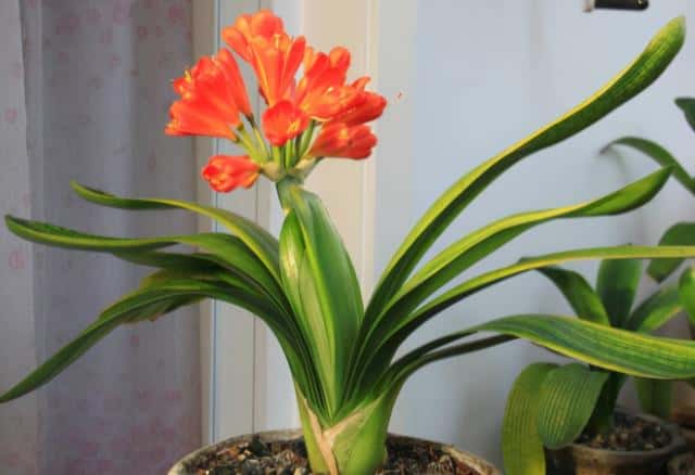 年宵花 那些花 寓意好（年宵花卉有哪些）