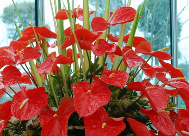 年宵花 那些花 寓意好（年宵花卉有哪些）