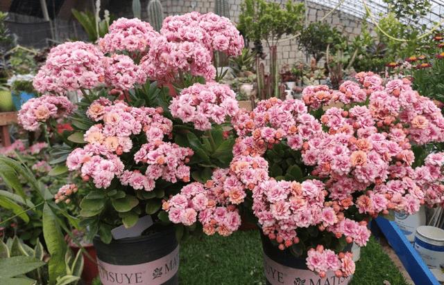 年宵花 那些花 寓意好（年宵花卉有哪些）