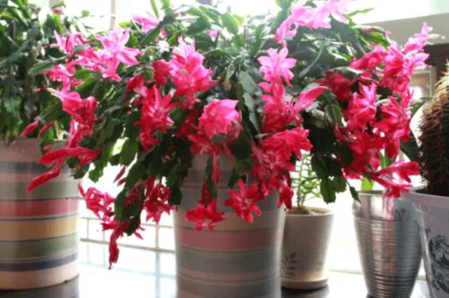 年宵花 那些花 寓意好（年宵花卉有哪些）