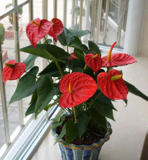 年宵花 那些花 寓意好（年宵花卉有哪些）