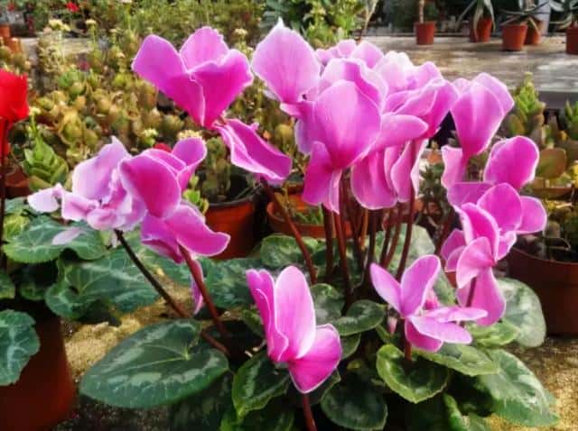 年宵花 那些花 寓意好（年宵花卉有哪些）