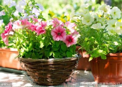 ​一进疼二进麻是什么谜底