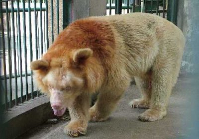 ​熊有尾巴吗?如何有又有多大多长,好奇问一下大熊有没有尾巴