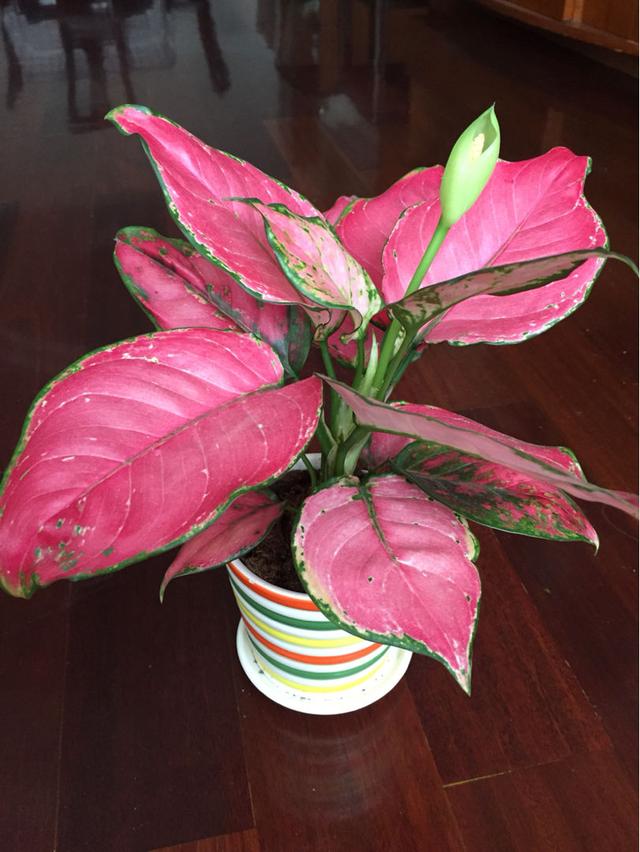 啥花放在室内净化空气好又好养（净化空气就养5种花）(3)