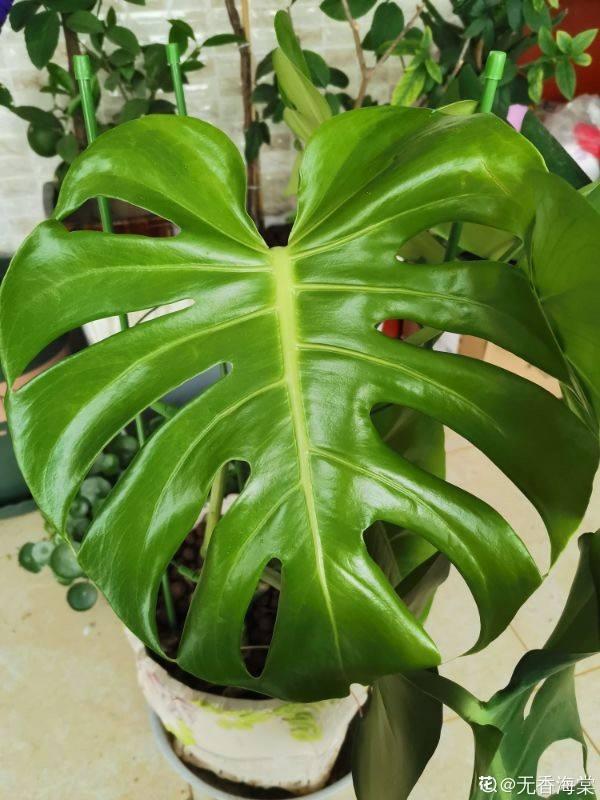 啥花放在室内净化空气好又好养（净化空气就养5种花）(2)