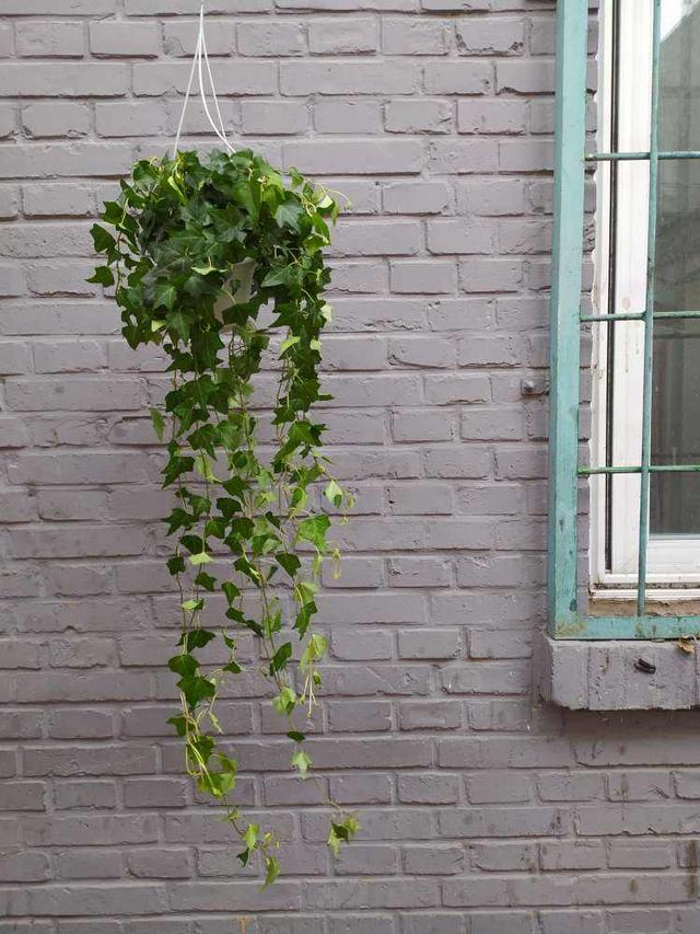 啥花放在室内净化空气好又好养（净化空气就养5种花）(8)