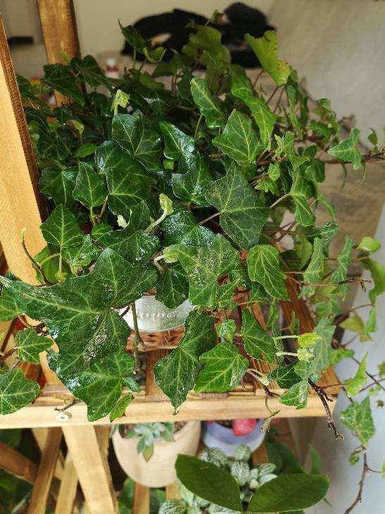 啥花放在室内净化空气好又好养（净化空气就养5种花）(7)