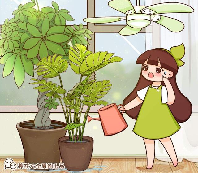 啥花放在室内净化空气好又好养（净化空气就养5种花）(1)