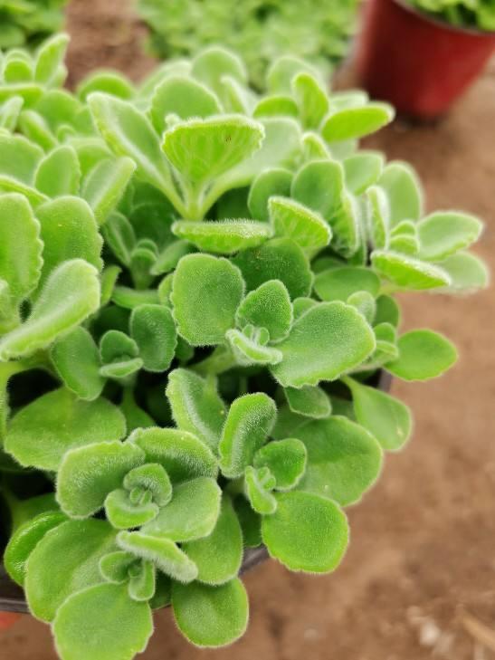 啥花放在室内净化空气好又好养（净化空气就养5种花）(4)