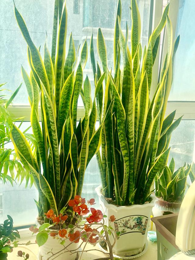 啥花放在室内净化空气好又好养（净化空气就养5种花）(5)