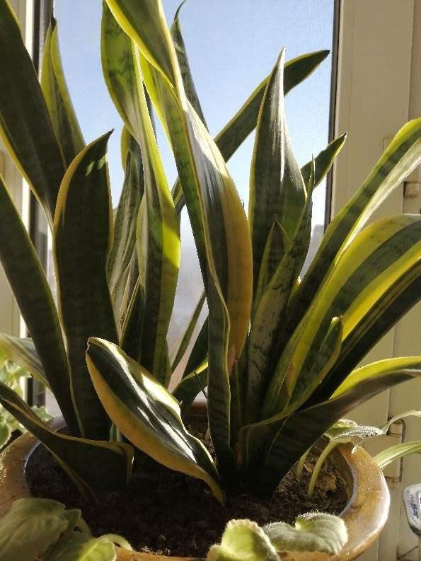 啥花放在室内净化空气好又好养（净化空气就养5种花）(6)